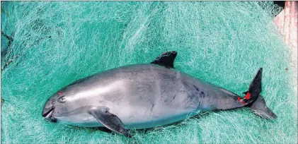  ?? PHOTO BY FLIP NICKLIN, MINDEN PICTURES, WWF ?? A dead vaquita caught as bycatch in a gillnet in the Upper Gulf of California, Mexico.