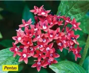  ??  ?? Pentas