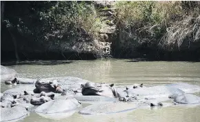  ??  ?? Hippos spend their days in the lagoons but can be seen on land in the early mornings and in the evenings.