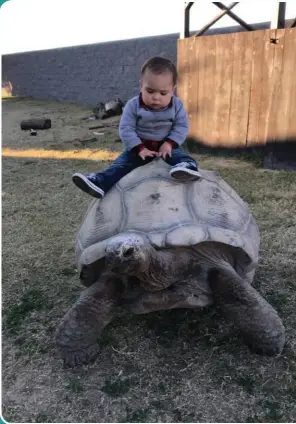  ??  ?? It may not be a pony, but this large tortoise is big enough for a small child to ride.