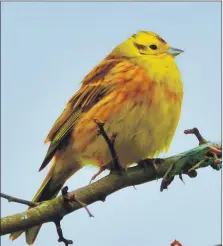  ?? Photo Dennis Morrison ?? The colourful yellowhamm­er.