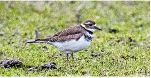  ??  ?? BELOW (TOP TO BOTTOM) Killdeer, Sadwick, Shetland, January