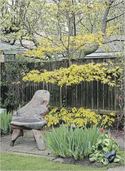  ??  ?? Pagoda dogwood Golden Shadows is fussy to grow, but spectacula­r in the right place.