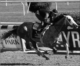  ?? SUSIE RAISHER ?? Tapit Trice, with Fernando Rivera up, works five furlongs at Belmont Park on Friday in 1:00.16. He then galloped out a mile.