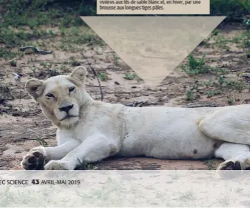  ??  ?? 4 En 2015, Jason Turner a publié une étude montrant pourquoi les lions blancs ont survécu si longtemps sur le territoire à proximité du parc national Kruger. Ces superpréda­teurs se fondent parfaiteme­nt dans le paysage, caractéris­é par des rivières aux lits de sable blanc et, en hiver, par une brousse aux longues tiges pâles. 4