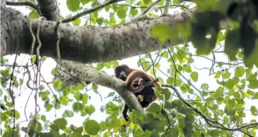  ?? JESÚS RICO ?? Mono colorado en el Parque Natural Regional Los Rosales, una de las áreas protegidas en Atlántico.