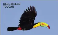  ??  ?? KEEL-BILLED TOUCAN