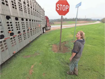  ?? MARK HOFFMAN/USA TODAY NETWORK ?? Emily Harris takes a final look at most of her herd as the truck leaves to carry the livestock to new farms. Emily and her wife, Brandi Harris, sold their cows and gave up dairy farming.