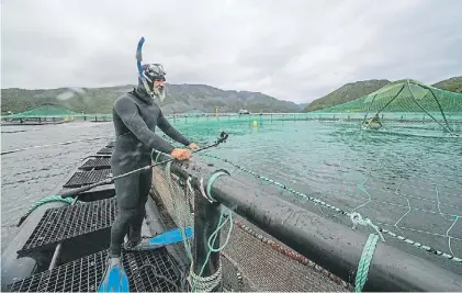  ??  ?? Nadar contra la corriente.
Salmonera para cría en cautiverio, como las que se prohiben en Tierra del Fuego