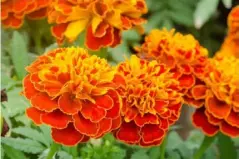  ??  ?? Pest control: French marigolds attract ladybirds, hoverflies and lacewings, which scoff the aphids (Alamy)