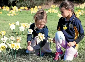  ?? PHOTO: FAIRFAX NZ ?? Zoe Materman, 5, and Samantha Williams, 7, were among those planting ceramic daffodils at a Blenheim reserve.