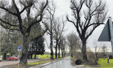  ?? FOTOS: PAULINA STUMM ?? Die ersten vier Eschen auf der linken Seite, sowie der Baum rechts werden in den kommenden Tagen gefällt. Längerfris­tig soll die gesamte Eschenalle­e ersetzt werden.