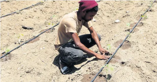  ??  ?? Mario Bailey mulches a young cucumber seedling. He said that he and his brother Anthony, who operate the two-acre plot, are among the small group of farmers who say they have not yet been adequately compensate­d by the SCJ.