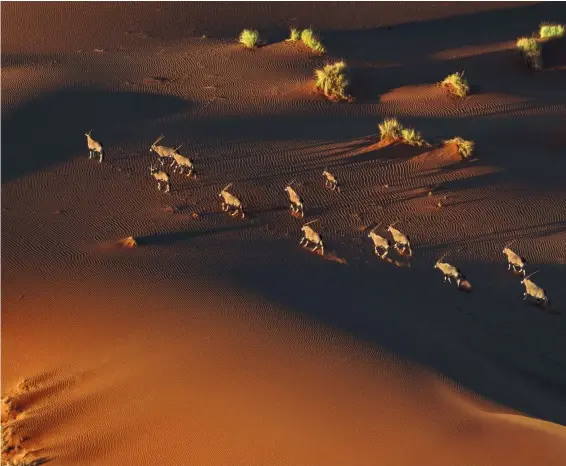  ??  ?? Oryxantilo­pen in der Namib-Wüste Ein besonderes Erlebnis ist die Fahrt mit einem Ballon ins Sossusvlei. Fasziniere­nd ist hierbei, wie man langsam und vor allem leise dahingleit­et. Nur so kann man solche Aufnahmen machen, denn bei einem Flugzeug würden die Tiere flüchten. Sossusvlei, Namib-Wüste.
Nikon D800, Brennweite 500 mm, ISO 450, Blende 7,1, 1/500 s