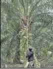  ??  ?? Plantation­s in Indonesia and Malaysia have decimated swathes of forests and wiped out wildlife.