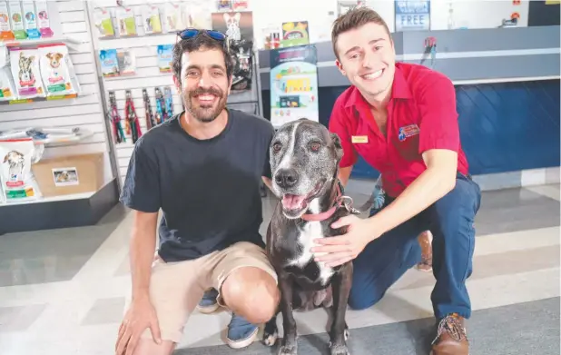  ?? Picture: STEWART McLEAN ?? TOUGH: Nick De Gabriele and Cairns Veterinary Clinic's Dr Adam Hakim with labrador cross Whoopie, who survived a paralysis tick after a long battle.