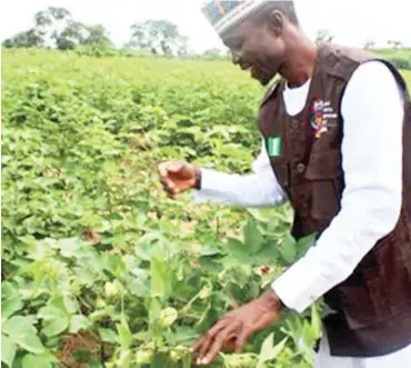  ??  ?? Inspection of Confined Field Trial sites of Bt Cotton and PBR Cowpea in National Biotechnol­ogy Developmen­t Agency