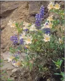  ??  ?? Fragile lupine is generating nitrogen for the roots of the monkey-flower beside it. (Maureen Gilmer/TNS)