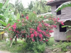  ??  ?? Bougainvil­lea is a beautiful ornamental flowering plant