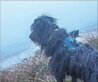  ?? THE AFRICAN ATTACHMENT ?? A scene from “Trail Dog,” one of the films featured in this year’s Banff Mountain Film Festival World Tour Sunday at Connecticu­t College. The cover photo is from “Ruin and Rose.” Banff Mountain Film Festival World Tour, 7 p.m. Sunday, Palmer...