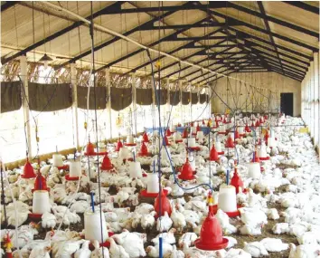  ??  ?? The Agricultur­al Health Authority has placed a national poultry alert following a major outbreak of highly pathogenic Avian Influenza across the border