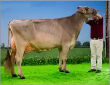  ?? Ref:RH16032407­8 ?? Brown Swiss champion Kedar Nescardo Snickerlis­cious from the Lochhead family