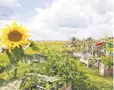  ??  ?? Sunflowers, rather than jets, aim skyward at Tempelhof. PHILIP KOSCHEL, VISITBERLI­N