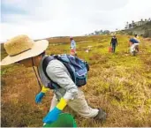  ?? U-T FILE ?? Kay Stewart along with others, picks up trash during the annual Love Your Wetlands Day, at the Kendallfro­st Marsh Reserve in Pacific Beach.