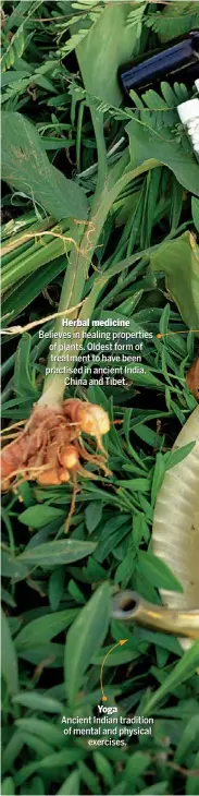  ??  ?? Herbal medicine Believes in healing properties of plants. Oldest form of treatment to have been practised in ancient India,
China and Tibet. Yoga Ancient Indian tradition of mental and physical
exercises.