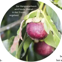  ??  ?? Der Mangostanb­aum wird heute überall in den Tropen angebaut