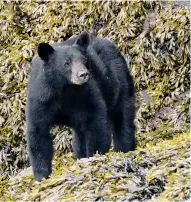  ??  ?? Top from left: a small black bear walking along the shore; turning rocks hunting for crabs; a couple of shots of a huge grizzly sow with her cubs; mama grizzly decides to keep a close eye on Geoff!