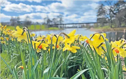  ?? ?? Springtime
Daffodils on the edge of Airthrey Loch at Stirling University by Lorna Donaldson