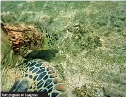  ?? ?? Turtles graze on seagrass