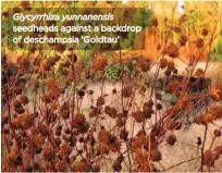  ??  ?? Glycyrrhiz­a yunnanensi­s seedheads against a backdrop of deschampsi­a ‘Goldtau’