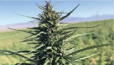  ??  ?? A cannabis plant growing on one of CROP’s farms. CROP is an acronym for Cannabis Real Estate Opportunit­y Portfolio, and it offers turnkey services by building, leasing and managing internatio­nal cannabis and hemp infrastruc­ture.