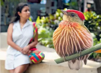  ?? SANTIAGO SALDARRIAG­A/ADN. ?? Unicentro será una de las sedes de la nueva versión de la Colombia Birdfair.