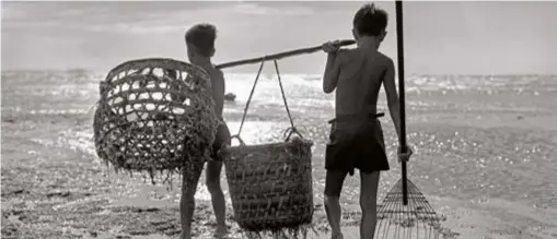  ?? ?? Raking seaweeds on Singapore’s shores. Photograph by and courtesy of Lim Kwong Ling.