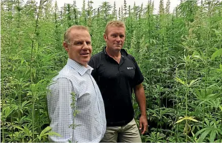  ??  ?? Midlands Seeds director Andrew Davidson, left, and field agronomist Brent Middleton. Davidson has been contractin­g growers to raise hemp seeds for the last 17 years and says they view the plant as just another crop in their rotation.