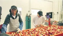 ??  ?? SORTERER: Aurinas Valantinas (t.v) sorterer eple ved pakkeriet på Gvarv.