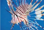  ?? USGS ?? The FWC encourages divers, anglers and commercial harvesters to remove lionfish in Florida waters to limit negative impacts to native marine life and ecosystems. A recreation­al fishing license is not required to take lionfish.