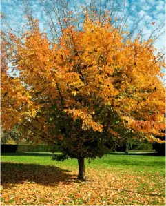  ??  ?? Planting Parrotia persica in a spot where it receives exposure to the sun will result in more anthocyani­ns, the red pigments in the leaves.