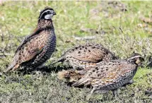  ?? Staff file photo ?? Bobwhite quail numbers have increased in all of Texas’ ecological regions tracked by TPWD’s annual roadside survey except the High Plains.