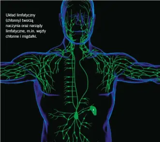  ?? ?? Układ limfatyczn­y (chłonny) tworzą naczynia oraz narządy limfatyczn­e, m.in. węzły chłonne i migdałki.