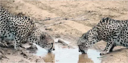  ??  ?? Camouflage … two cheetahs share the waterhole.