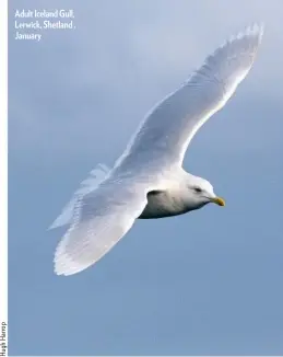  ??  ?? Adult Iceland Gull, Lerwick, Shetland , January