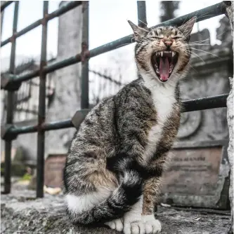  ??  ?? A cat yawns outside Eyup Sultan Mosque in Istanbul yesterday. — AFP