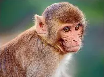  ?? PHOTO: ISTOCK ?? A Rhesus macaque. Langkawi’s forest are full of them.