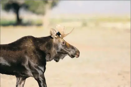  ?? Courtesy of Bob Friedrichs ?? Moose have occasional­ly been spotted in New Mexico thanks to relocation efforts in Colorado spanning back several decades.