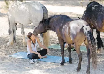  ??  ?? Equine therapists say horses are sensitive to human energy and force people to be focused on the here and now.