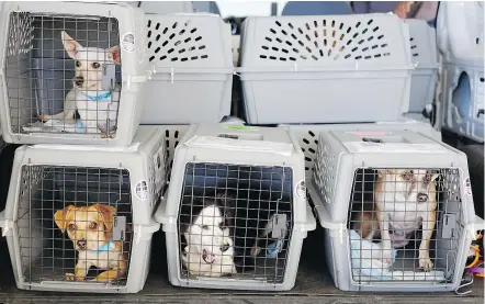  ?? — THE ASSOCIATED PRESS FILES ?? Travelling by plane with pets can be a big challenge, but it is usually quite safe for dogs and cats, who will likely be less stressed than their humans, says veterinari­an Julia Langfitt.